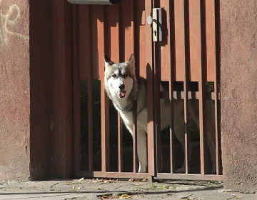 11-годишно дете застреля куче