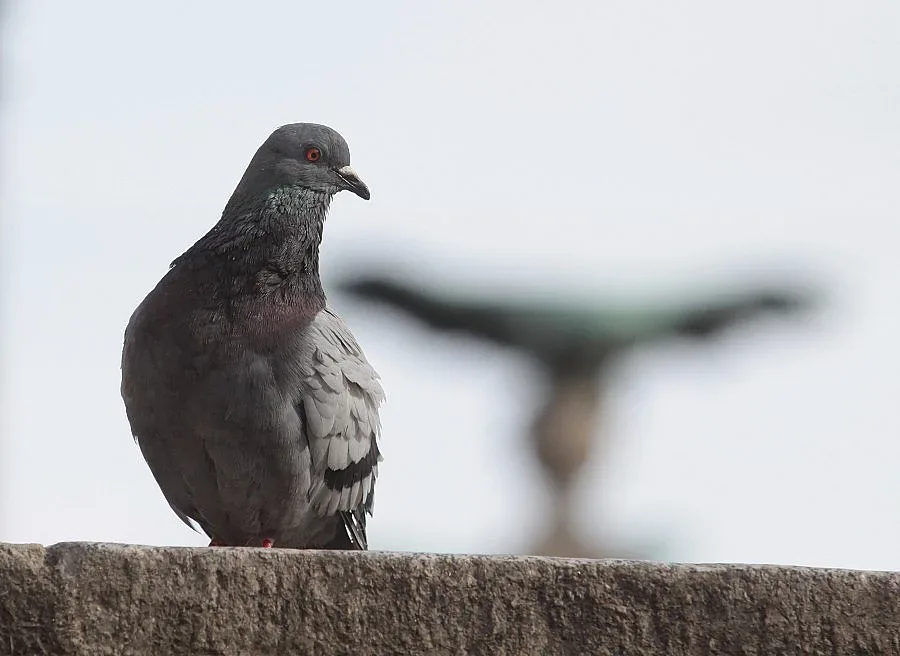 Дъжд в неделя