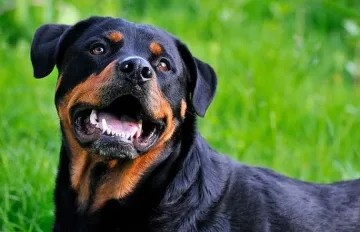 Похвалиха полицаите, спасили дядо от ротвайлер 