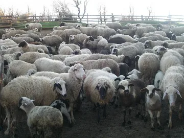 Овчари на крак заради кражби на агнета преди Великден 