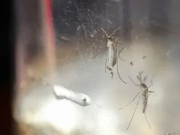 Почина бебе на заразена със Зика майка