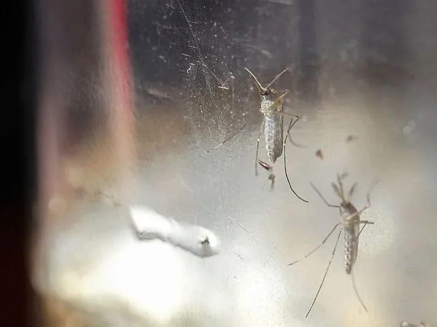 Почина бебе на заразена със Зика майка