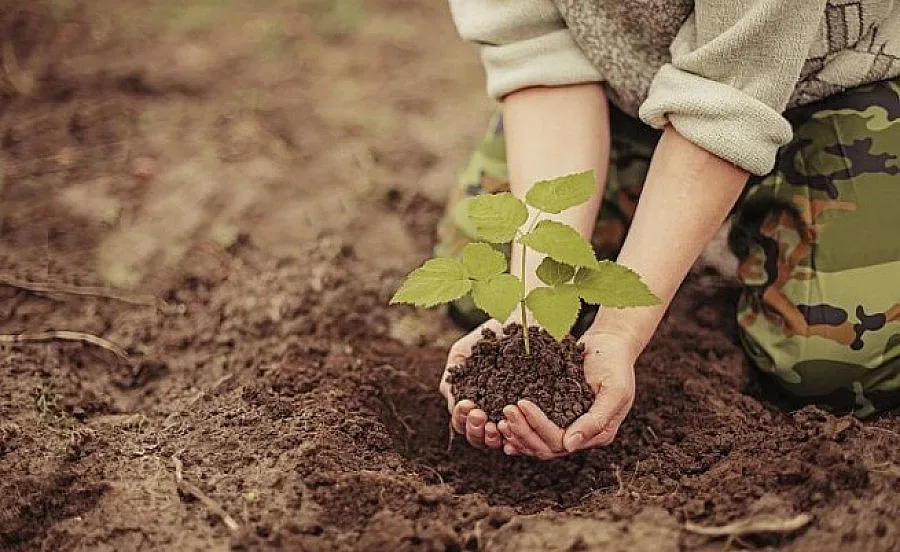 Три села със 700 нови дръвчета