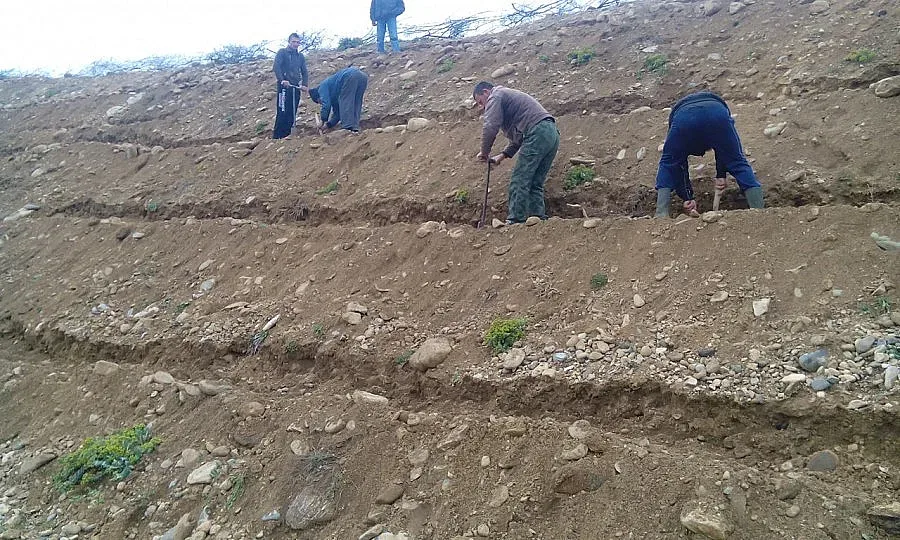 Три села със 700 нови дръвчета