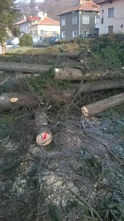 Атакуват кмета на Белица за отрязани вековни ели