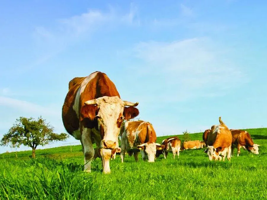 Искат 15 000 евро за всяка ферма