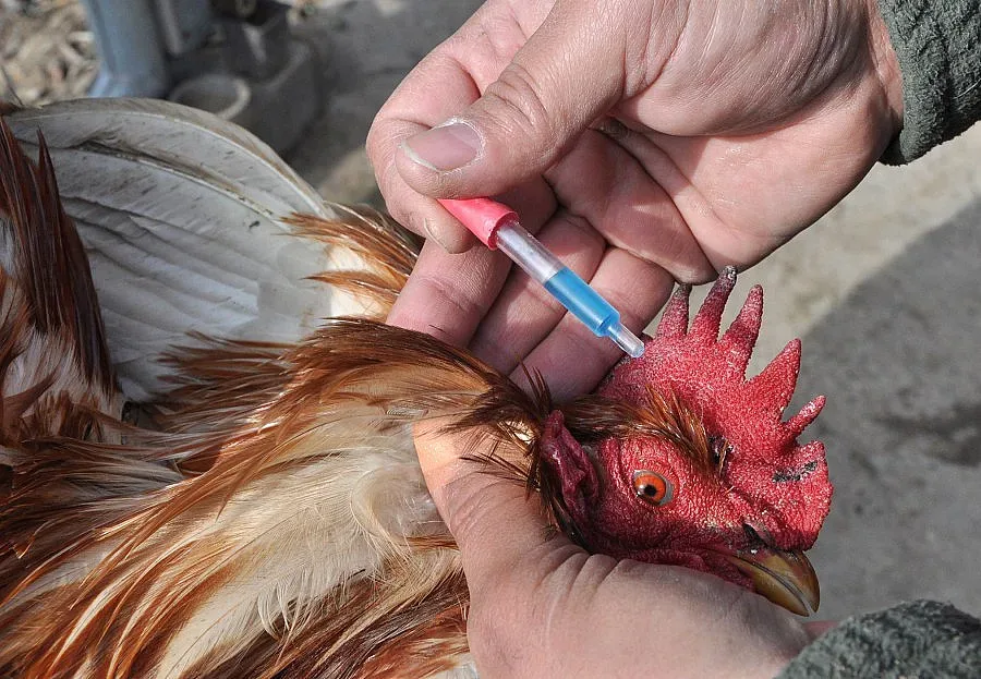 Ваксинират в Хасковско заради псевдочума по кокошки