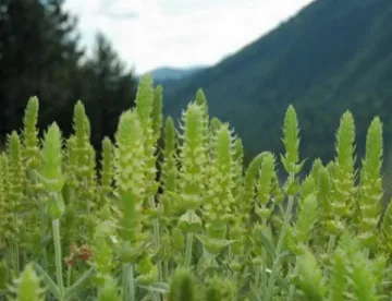 Забраниха брането на мурсалски чай 