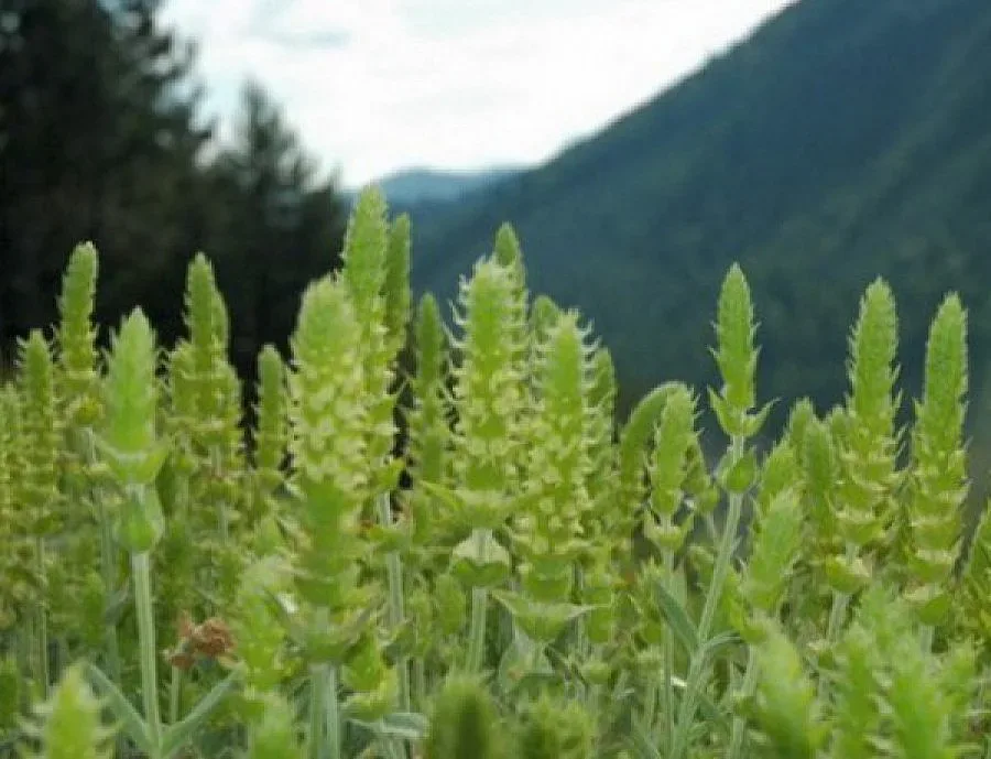 Забраниха брането на мурсалски чай