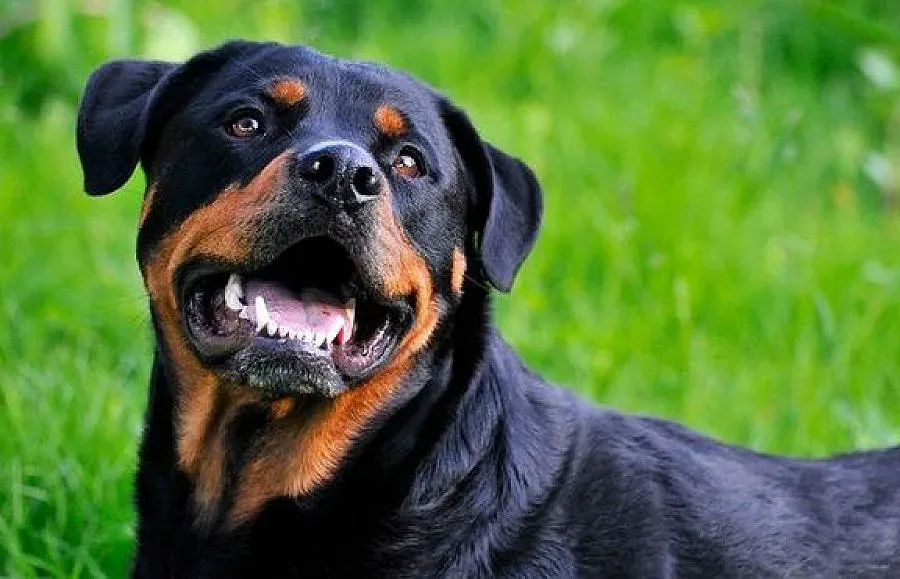 Полицаи спасиха дядо от озверял ротвайлер