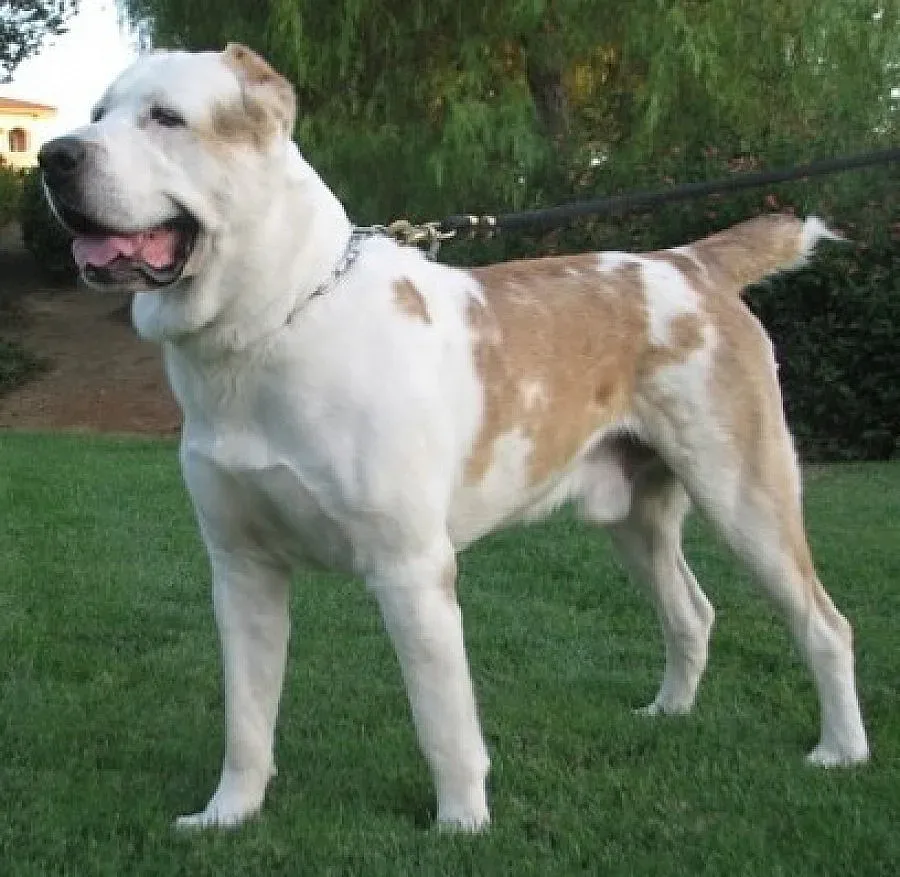 Полицейска акция спря незаконни боеве с кучета