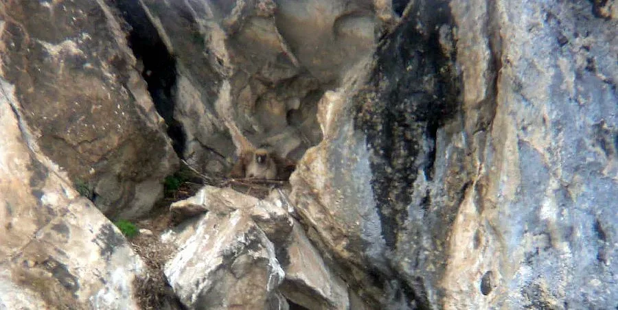 Лешояд от Хърватия се засели във Врачанския балкан 