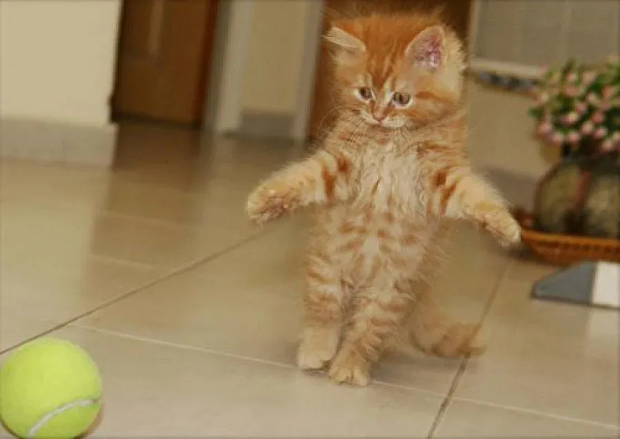 Малко коте ли сте? 