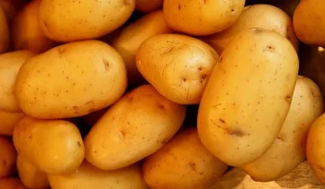 Обсъждат добри практики в картофопроизводството