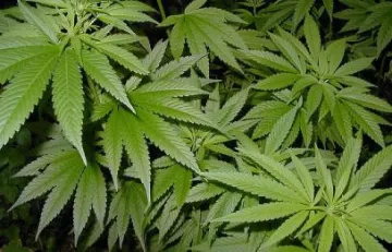 Модерна лаборатория за канабис край Благоевград