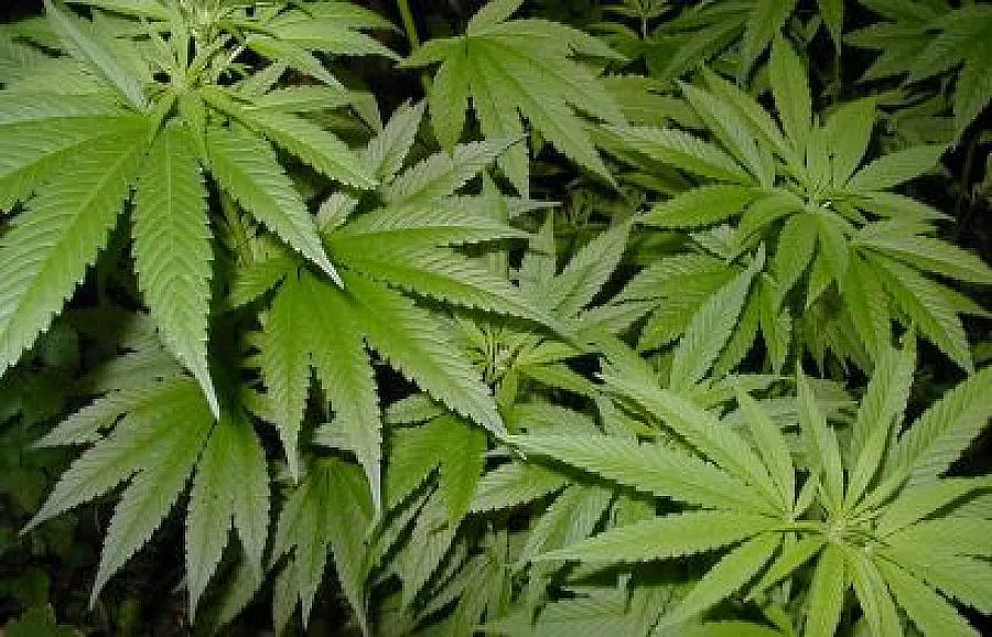 Модерна лаборатория за канабис край Благоевград