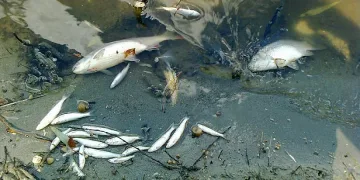Мъртва риба разтревожи села край Ямбол