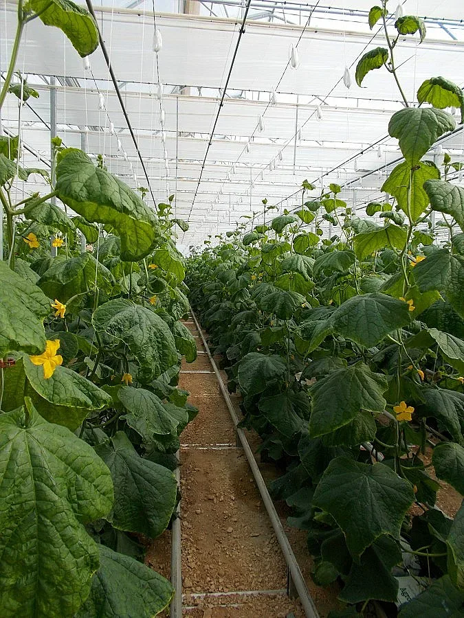 1 тон краставици дава на ден безпочвена оранжерия