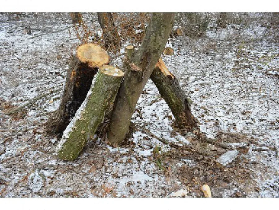 Фирма маркира дървета с фалшива марка