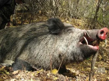 Трима в ареста за незаконен лов на глиган
