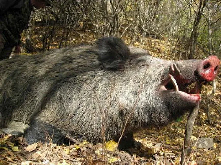 Трима в ареста за незаконен лов на глиган