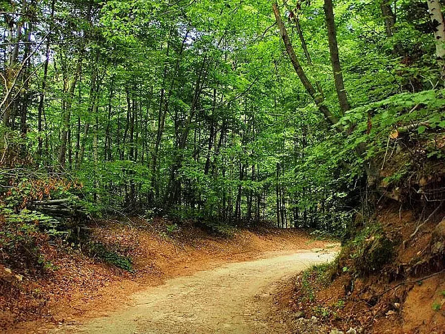 Назначиха още двама горски шефове