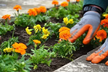 150 000 цветя правят Благоевград по-зелен и красив