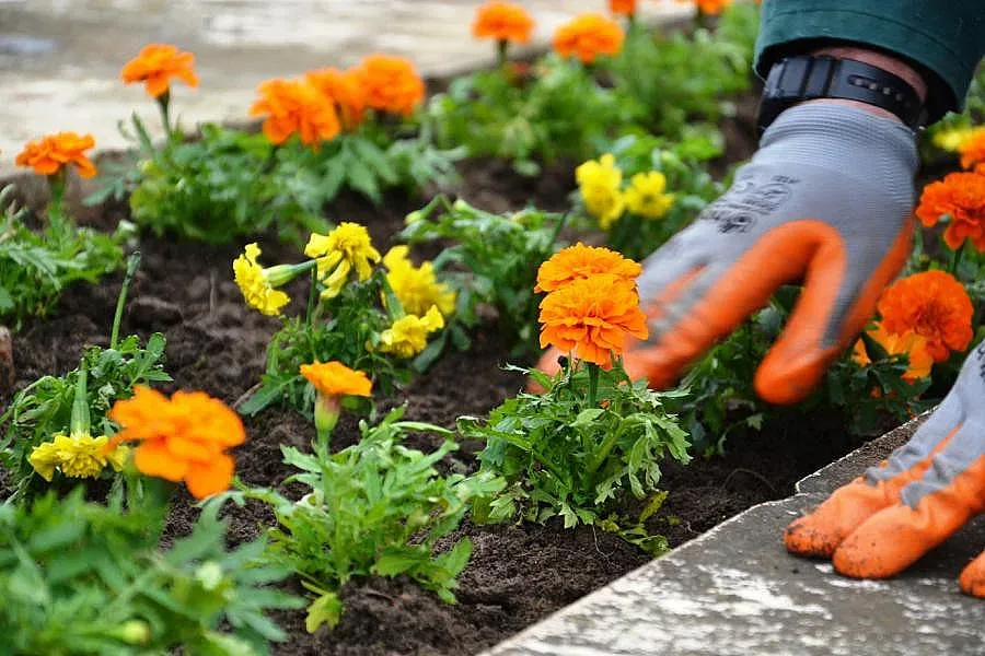 150 000 цветя правят Благоевград по-зелен и красив