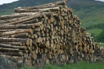 Горското в Дупница с нов шеф