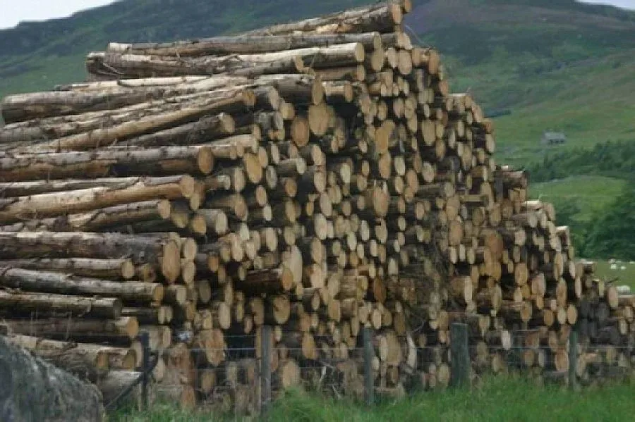 Горското в Дупница с нов шеф