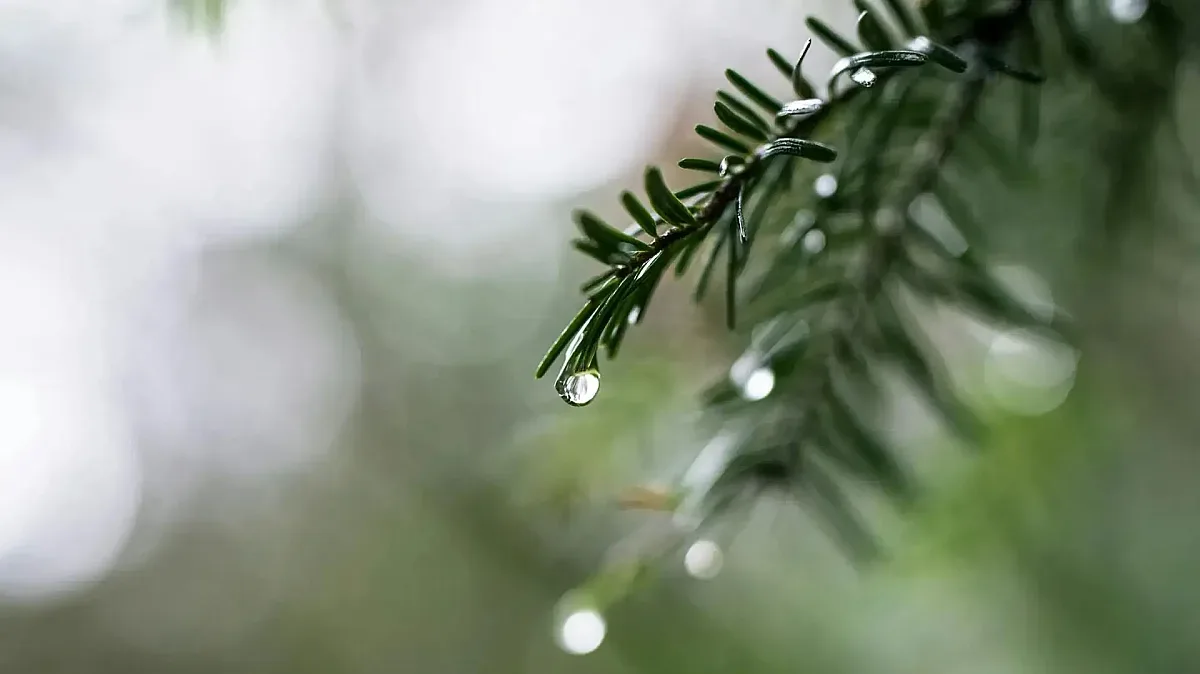 Отново обрат на времето. Вижте прогнозата за седмица напред