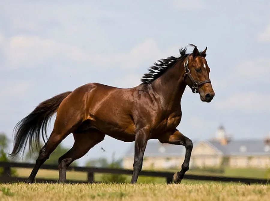 Уплашен кон нахлу в митница и изпотроши три коли