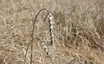 Износът на пшеница през порт Варна скочи с 49%