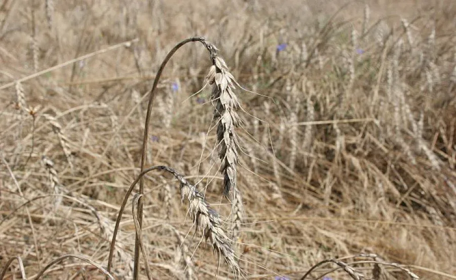 Износът на пшеница през порт Варна скочи с 49%
