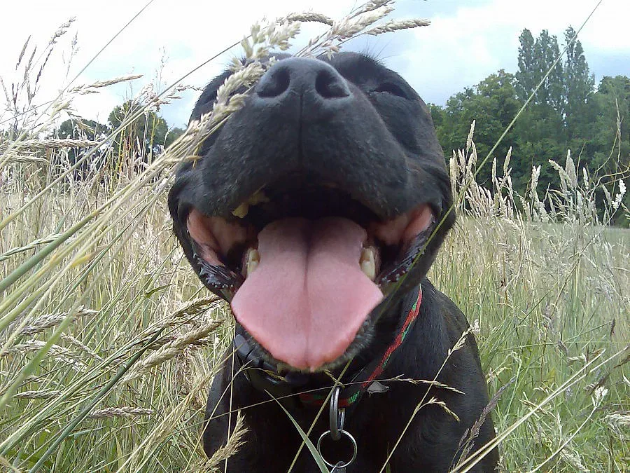 Вицове за усмихната седмица 