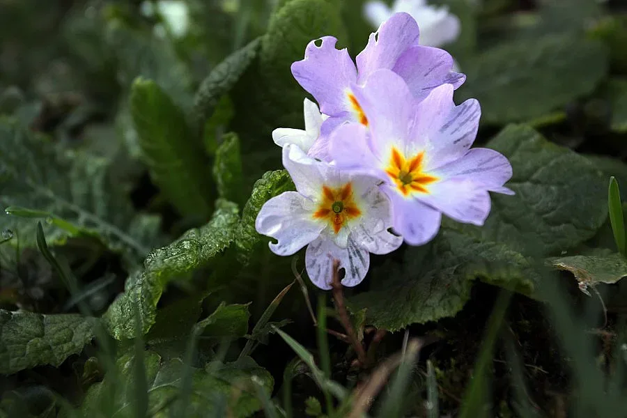 Облаци и дъжд на 26 февруари