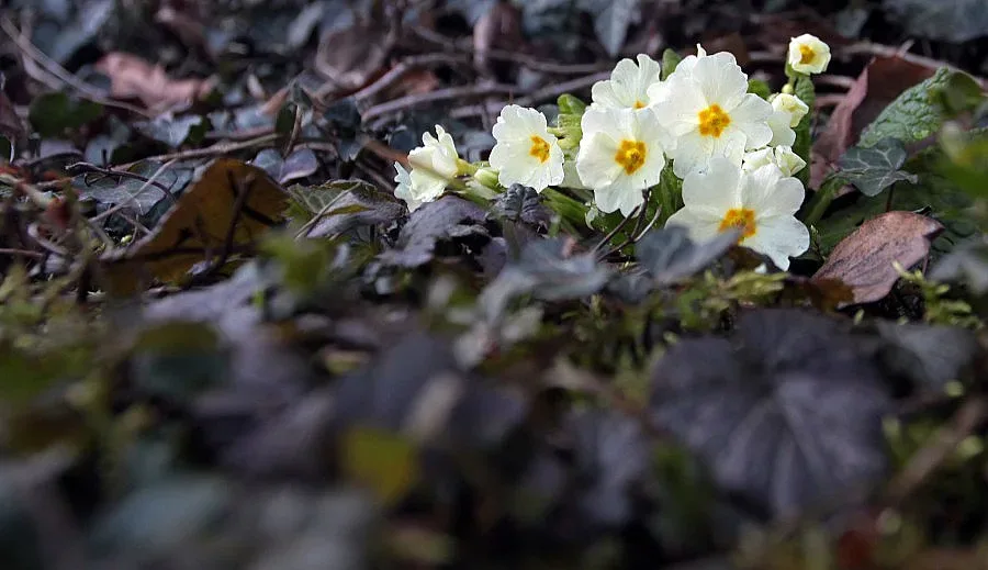 Облаци настъпват в петък