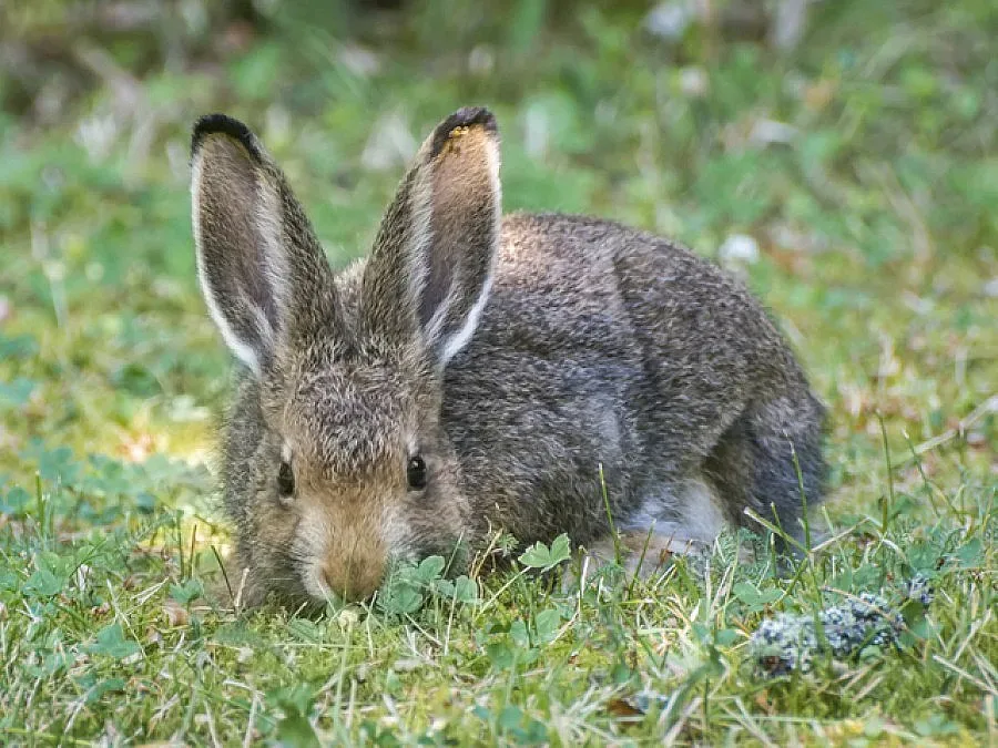 5% глоба за фермер, забавил проекта си