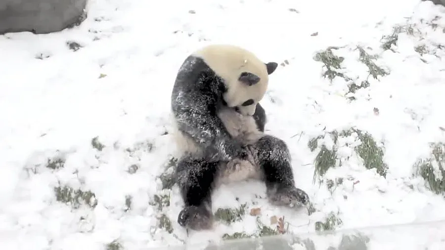 Панда се събужда в снега, вижте реакцията ѝ (ВИДЕО)