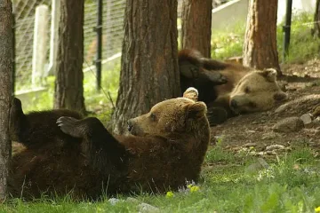 Слънцето събуди мечките над Белица