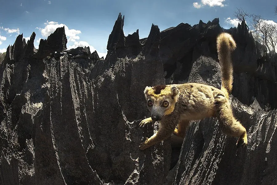 Чудесата на Мадагаскар 