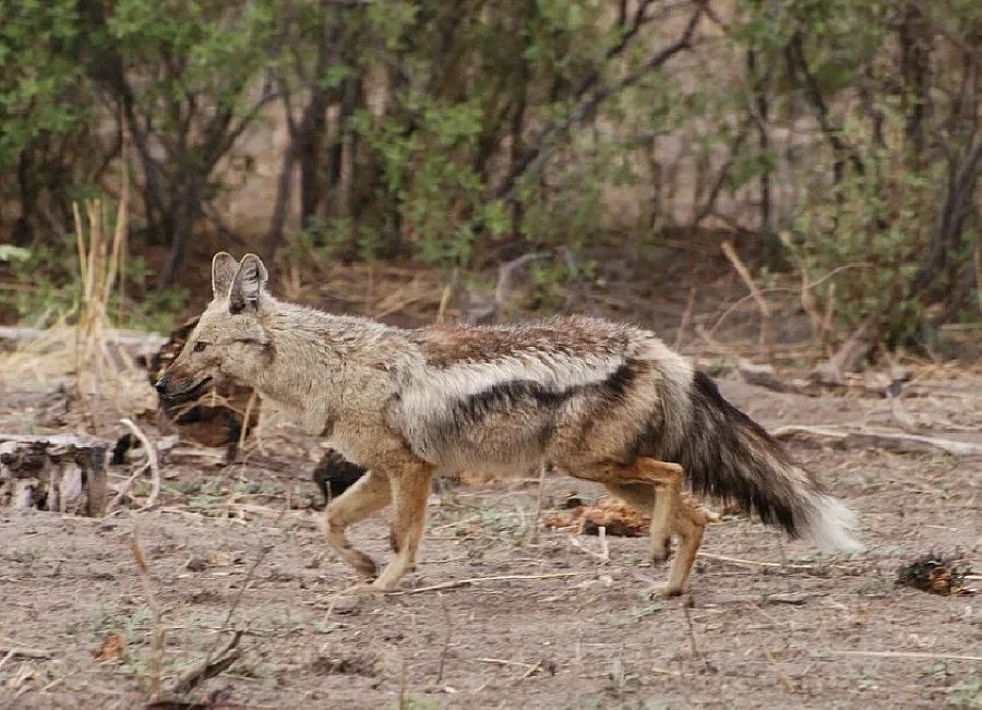Авджии на групов лов за чакали