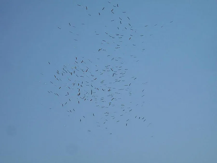 Ято щъркели донесе пролетта в Бургас