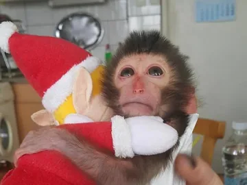 Маймунката Алф проходи (ВИДЕО)