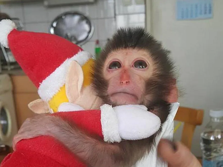 Маймунката Алф проходи (ВИДЕО)