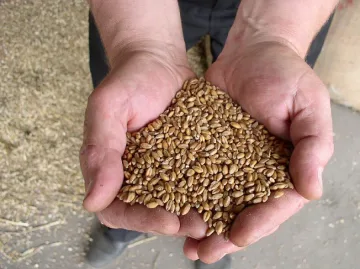 Суша застрашава пшеницата