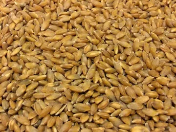 Лимецът- зрънце живот