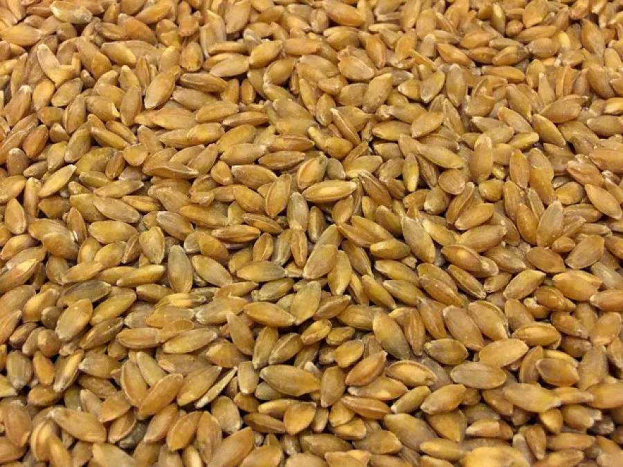 Лимецът- зрънце живот