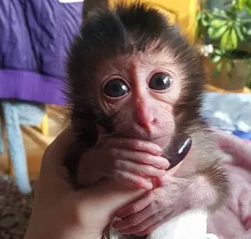 Служители на зоопарка отглеждат маймунче вкъщи
