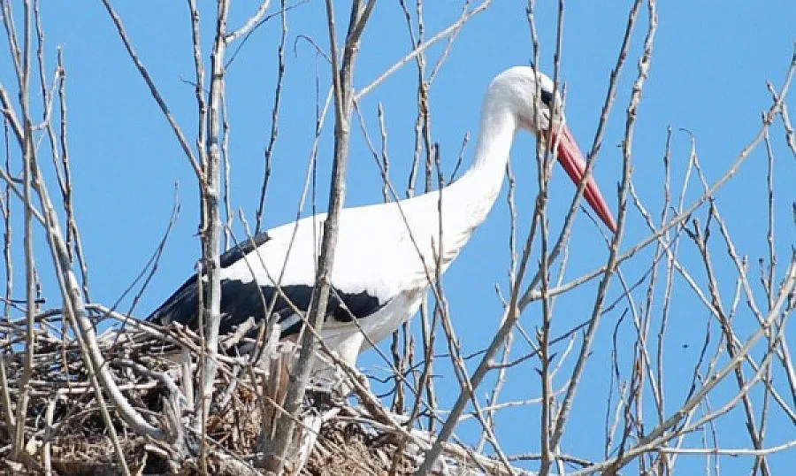 Село почисти с кран щъркелово гнездо